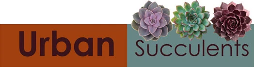 succulentlyurban.com