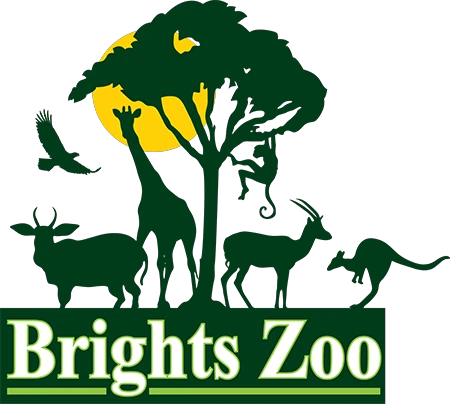 brightszoo.com