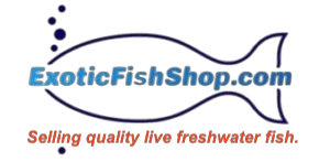 exoticfishshop.net