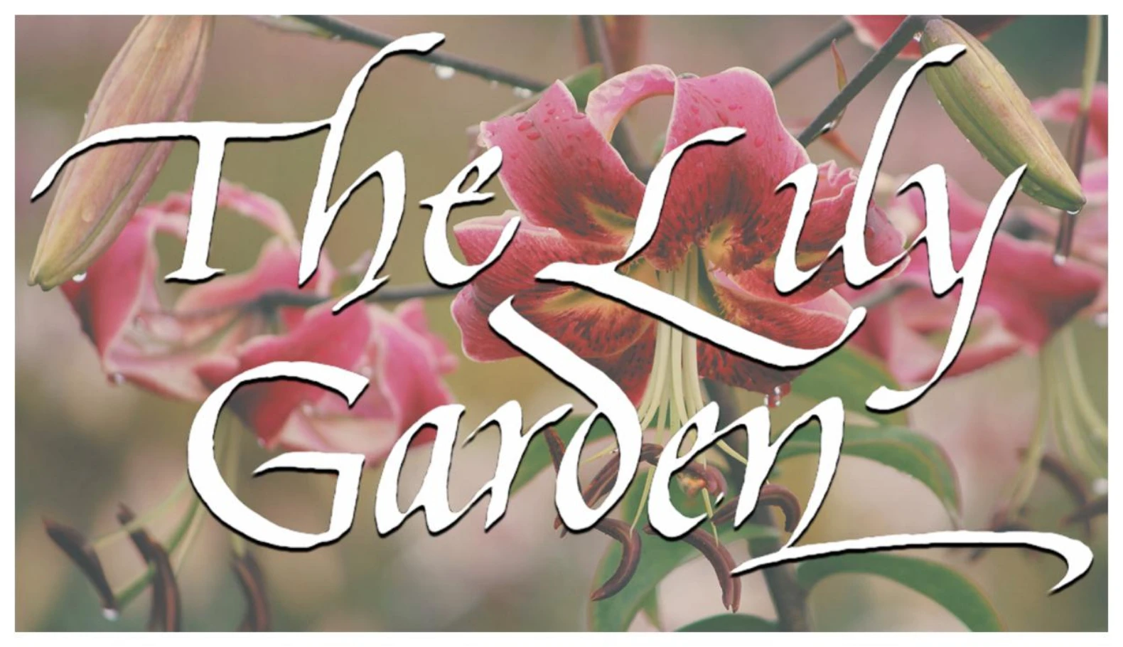 thelilygarden.com