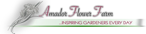 amadorflowerfarm.com