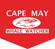 capemaywhalewatcher.com