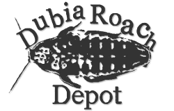 dubiaroachdepot.com