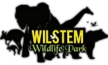 wilstem.com