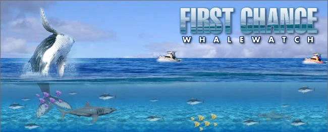 firstchancewhalewatch.com