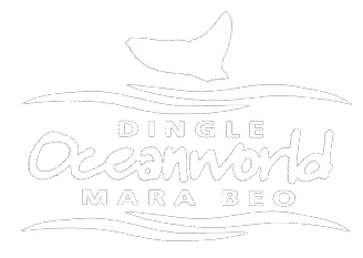 dingle-oceanworld.ie