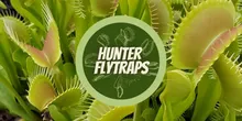 hunterflytraps.com