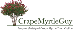 crapemyrtleguy.com