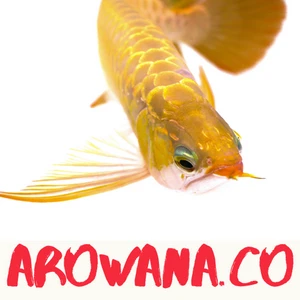 arowana.co