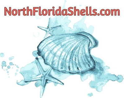 northfloridashells.com