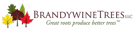 brandywinetrees.com