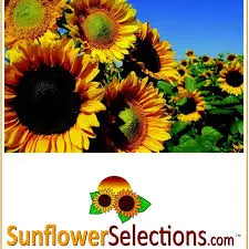 sunflowerselections.com