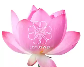 lotuswei.com