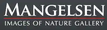 mangelsen.com