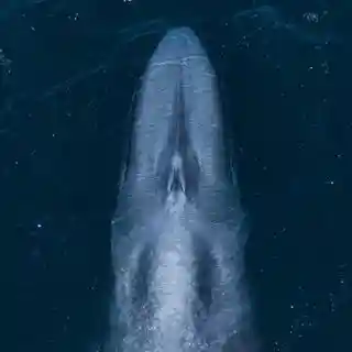 newportwhales.com