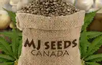 mjseedscanada.ca